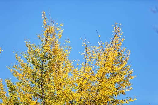 leaves in the park on a sunny day