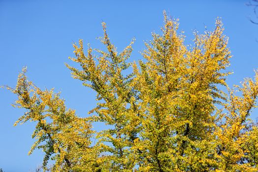 leaves in the park on a sunny day