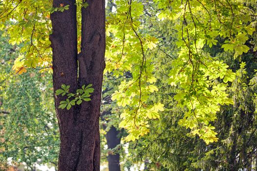 leaves in the park on a sunny day