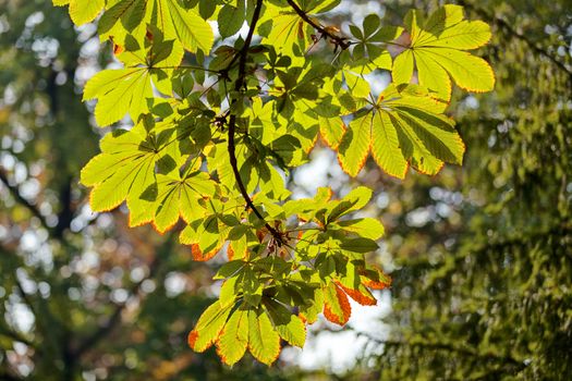 leaves in the park on a sunny day