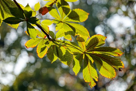 leaves in the park on a sunny day