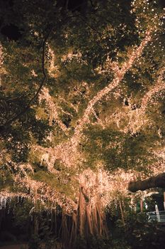 Large beautiful tree located in Brisbane City covered in spectacular golden lights.