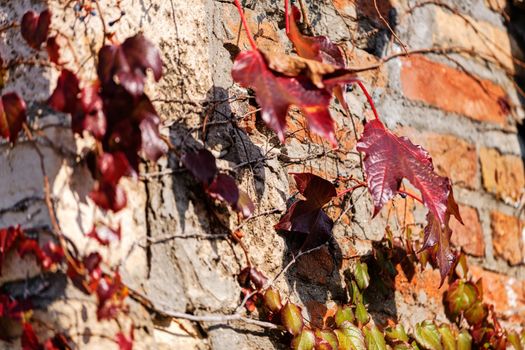 orange and green leaves on a old stone wall