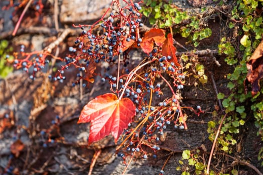 orange and green leaves on a old stone wall