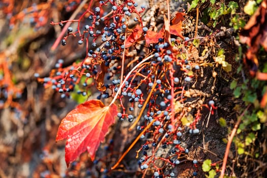 orange and green leaves on a old stone wall