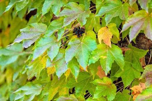 orange and green leaves on a old stone wall