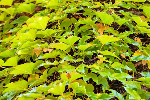 orange and green leaves on a old stone wall