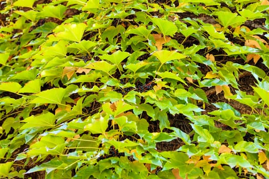 orange and green leaves on a old stone wall