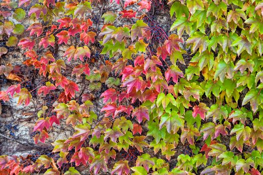 orange and green leaves on a old stone wall