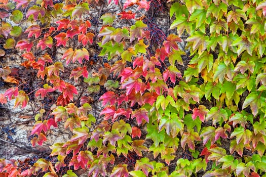 orange and green leaves on a old stone wall