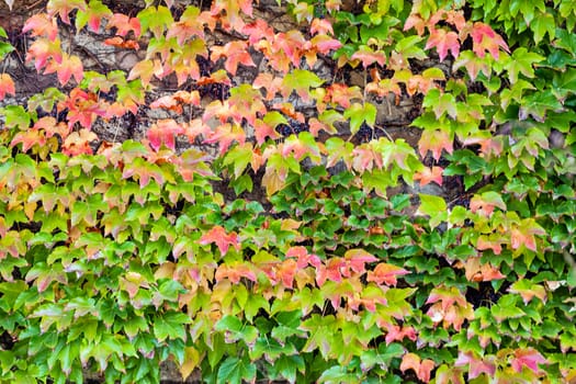 orange and green leaves on a old stone wall