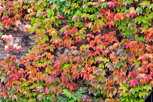 leaves in the park