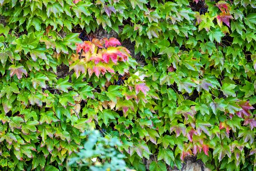 leaves in the park