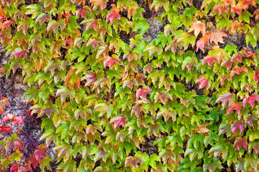 orange and green leaves on a old stone wall