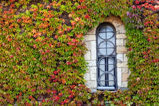 window on the old stone wall with orange and green leaves  