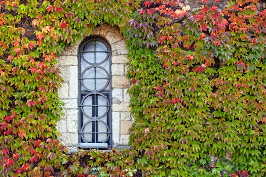 window on the old stone wall with orange and green leaves  
