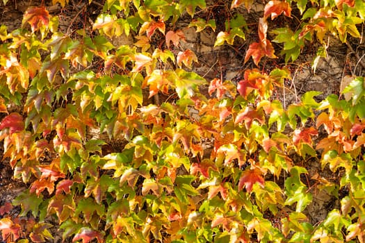 orange and green leaves on a old stone wall