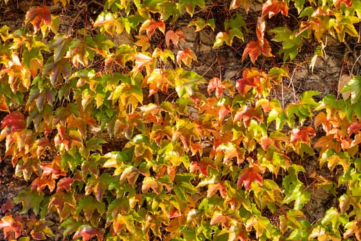 orange and green leaves on a old stone wall