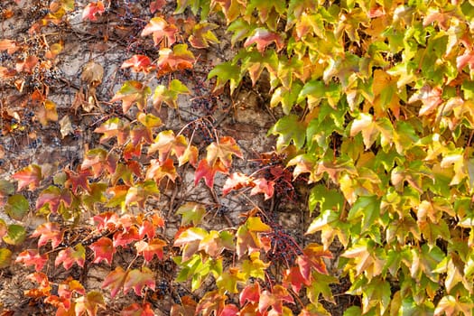 orange and green leaves on a old stone wall