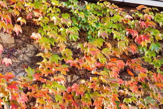 orange and green leaves on a old stone wall