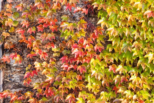 orange and green leaves on a old stone wall