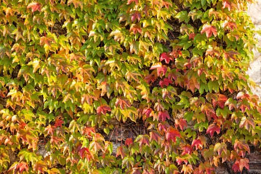 orange and green leaves on a old stone wall