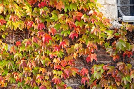 orange and green leaves on a old stone wall