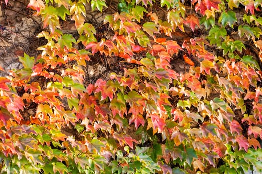 orange and green leaves on a old stone wall