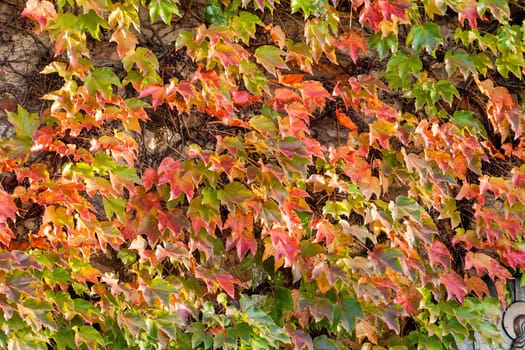 orange and green leaves on a old stone wall