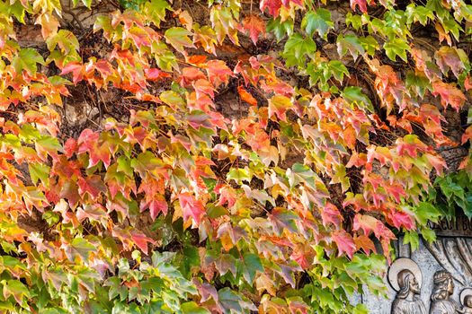 orange and green leaves on a old stone wall