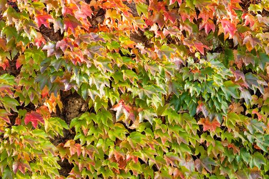 orange and green leaves on a old stone wall