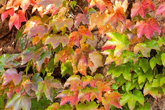 orange and green leaves on a old stone wall