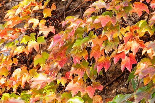 orange and green leaves on a old stone wall