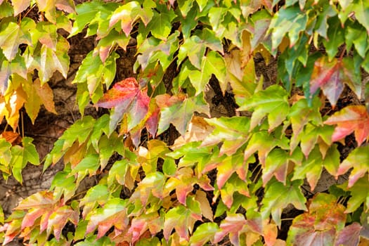 orange and green leaves on a old stone wall