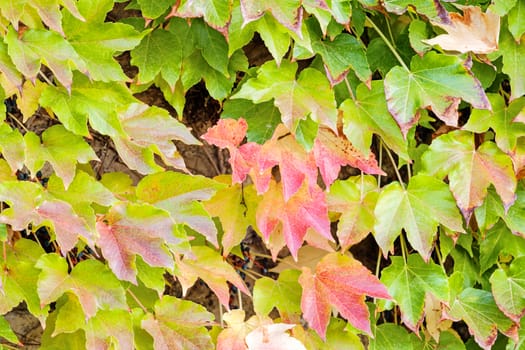 orange and green leaves on a old stone wall