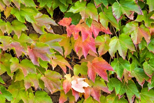 orange and green leaves on a old stone wall