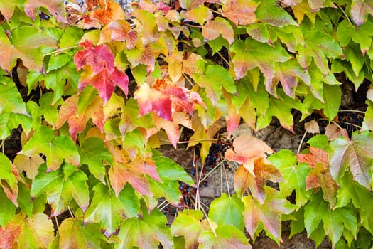 orange and green leaves on a old stone wall