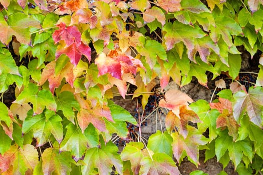 orange and green leaves on a old stone wall