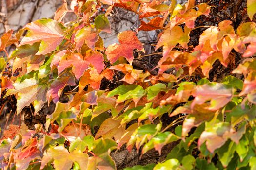 orange and green leaves on a old stone wall