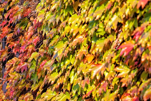 orange and green leaves on a old stone wall