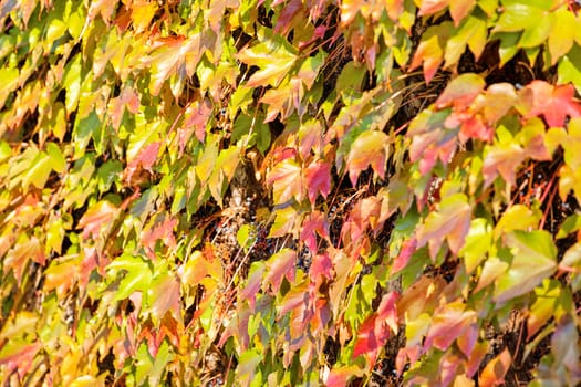 orange and green leaves on a old stone wall