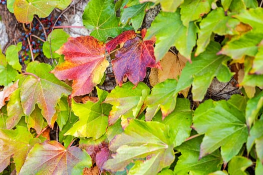 orange and green leaves on a old stone wall