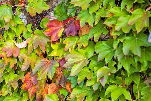 orange and green leaves on a old stone wall