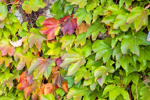 orange and green leaves on a old stone wall