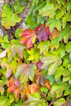 orange and green leaves on a old stone wall