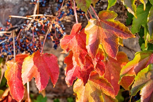 orange and green leaves on a old stone wall