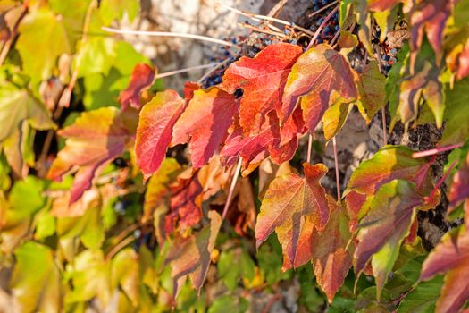 orange and green leaves on a old stone wall