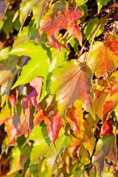 orange and green leaves on a old stone wall