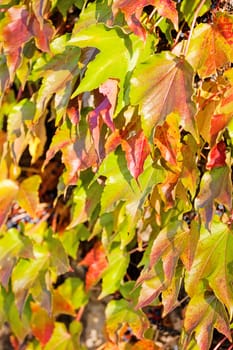 orange and green leaves on a old stone wall