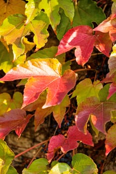 orange and green leaves on a old stone wall